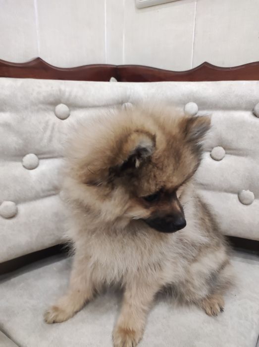 Детки шпицинятки