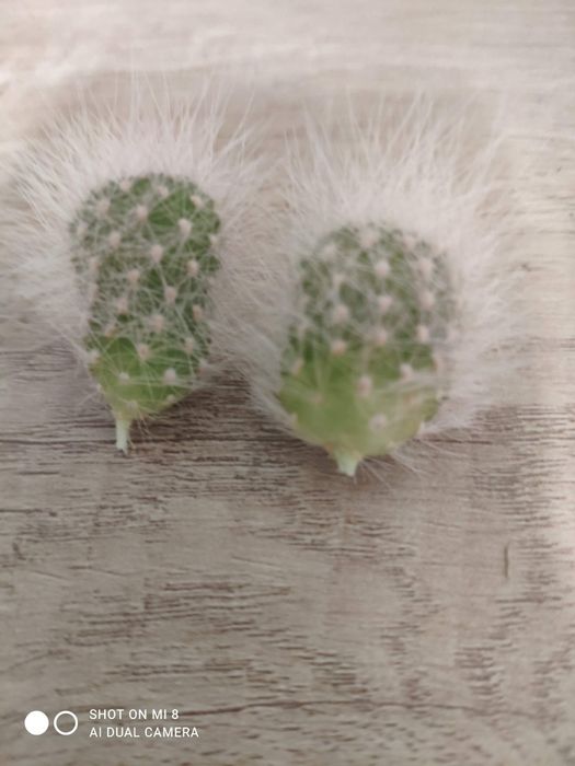 Кактус Rebutia senilis