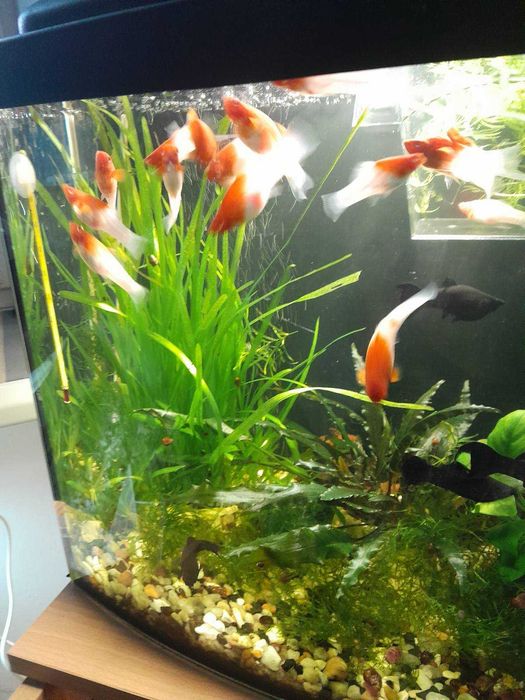 Продам рибки дорослі акваріумні - міченосці санта клаус (Кохаку)