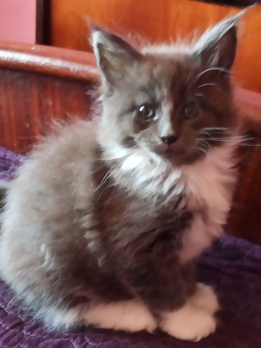 Сестрички із розплідника готові до переїзду