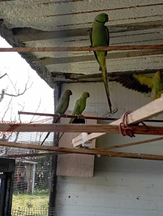 Vendo 2 casais de Ring Nekes verdes