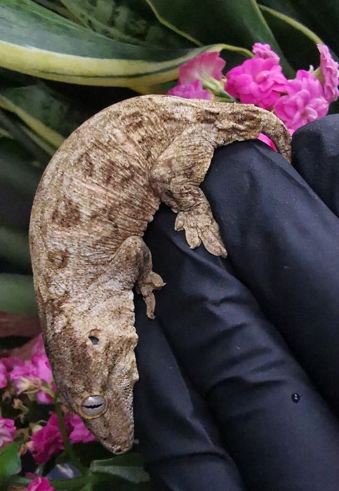 Gekon nie Orzęsiony