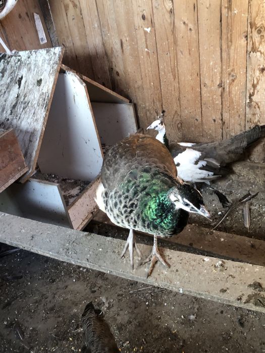 Переїде гарна птиця!!!