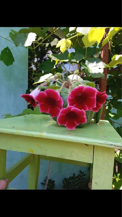 Продам цветы