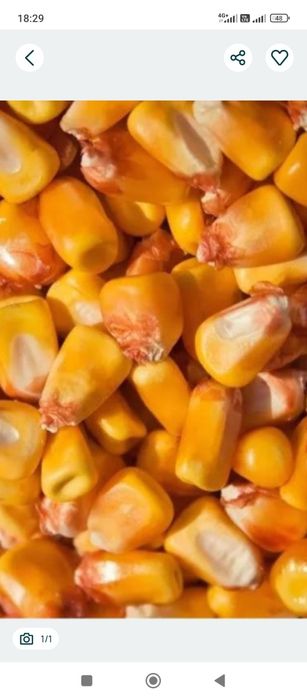 Продам кукурудзу.