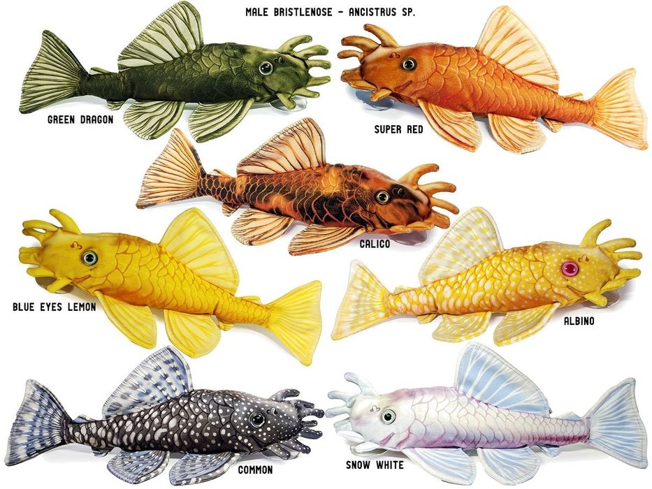 Bristlenose Pleco (Ancistrus spp.)