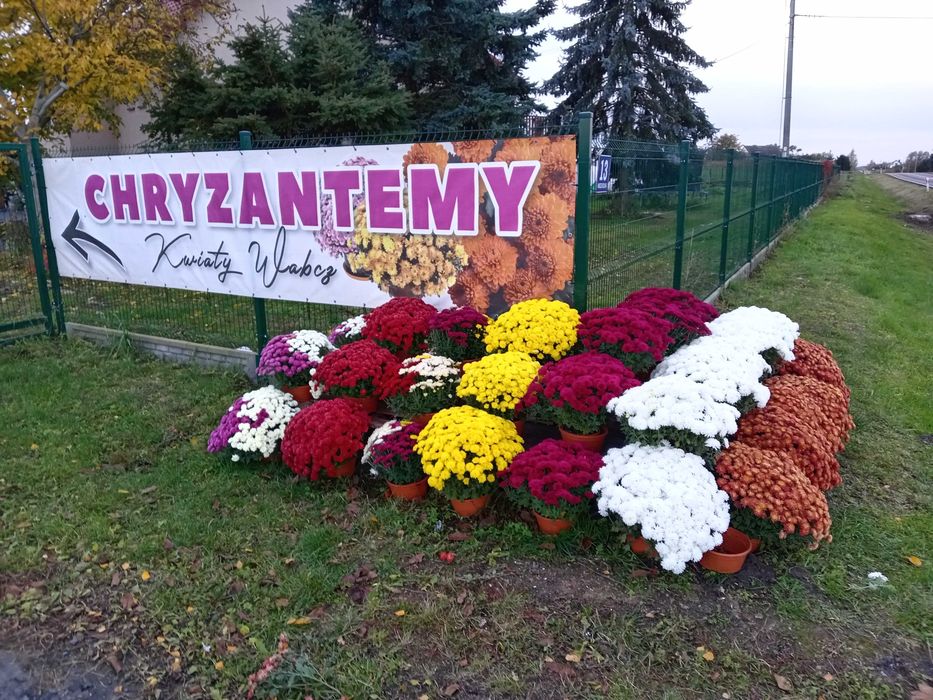 Chryzantemy kwiaty Wabcz