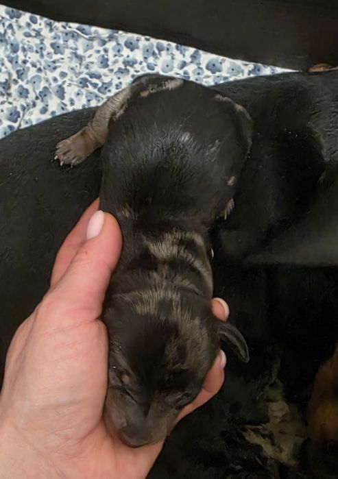 Jamnik miniaturowy krotkowłosy marmurkowy suczka