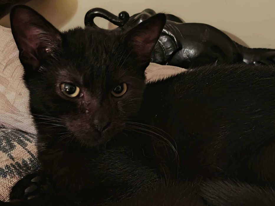 Czarny kocurek do adopcji
