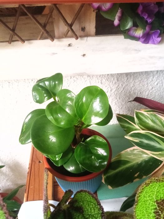 Plantas de interior e exterior