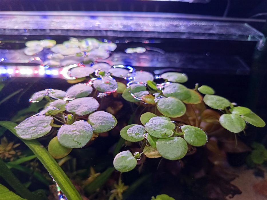 Limnobium Laevigatum pływająca  i sessiliflora