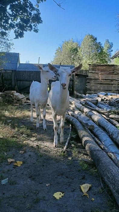 Кози Зааненської породи
