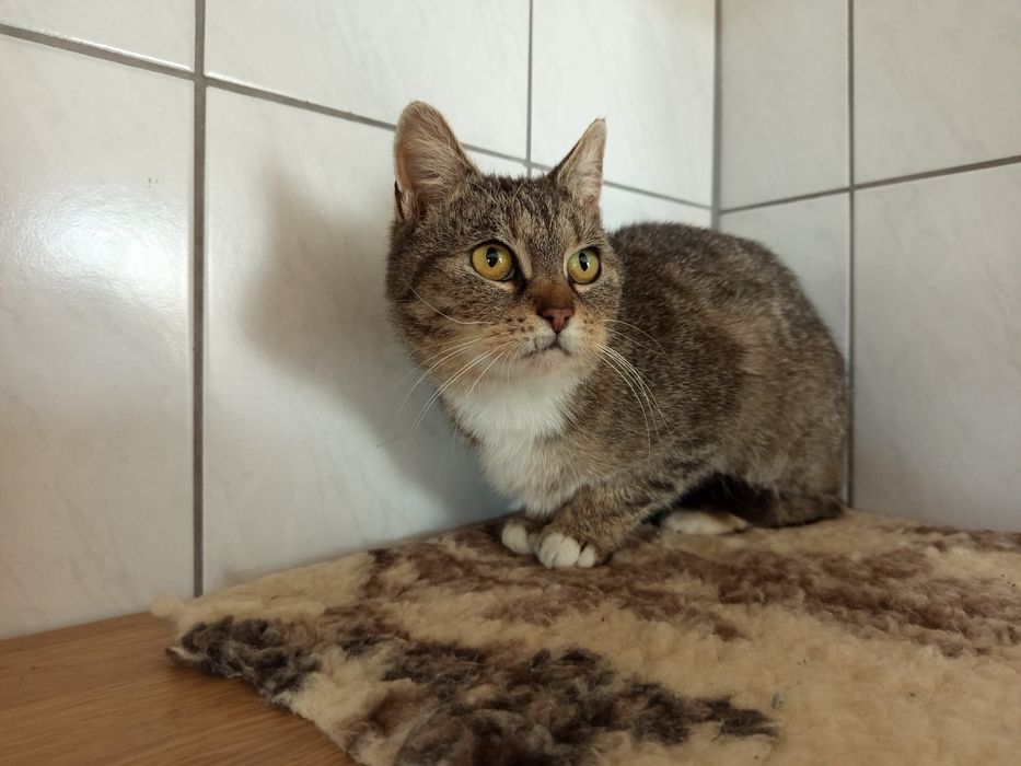 Mała koteczka poleca się do adopcji