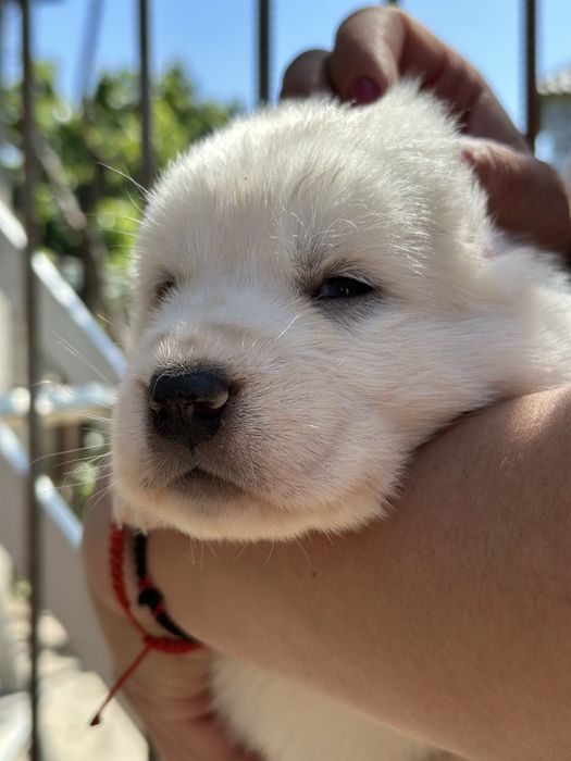 Среднеазиатская овчарка