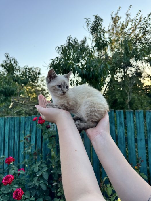 Кицюня у добрі руки
