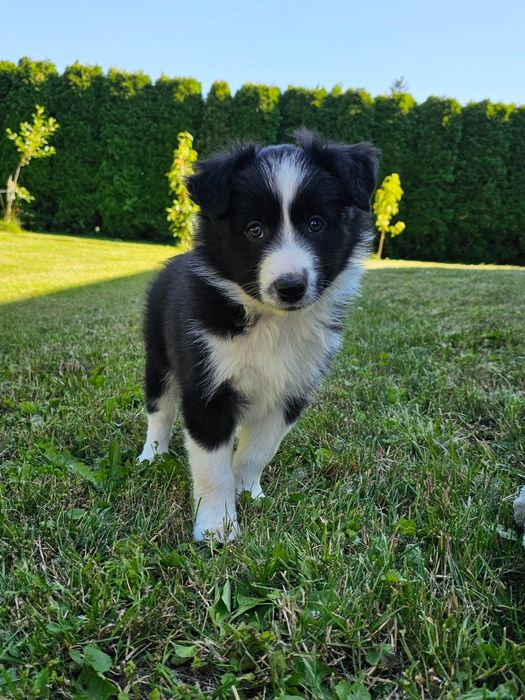 Border Collie szczniak