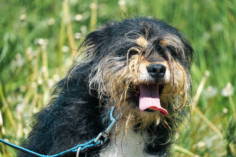 Zulus - mały, kudłaty piesek