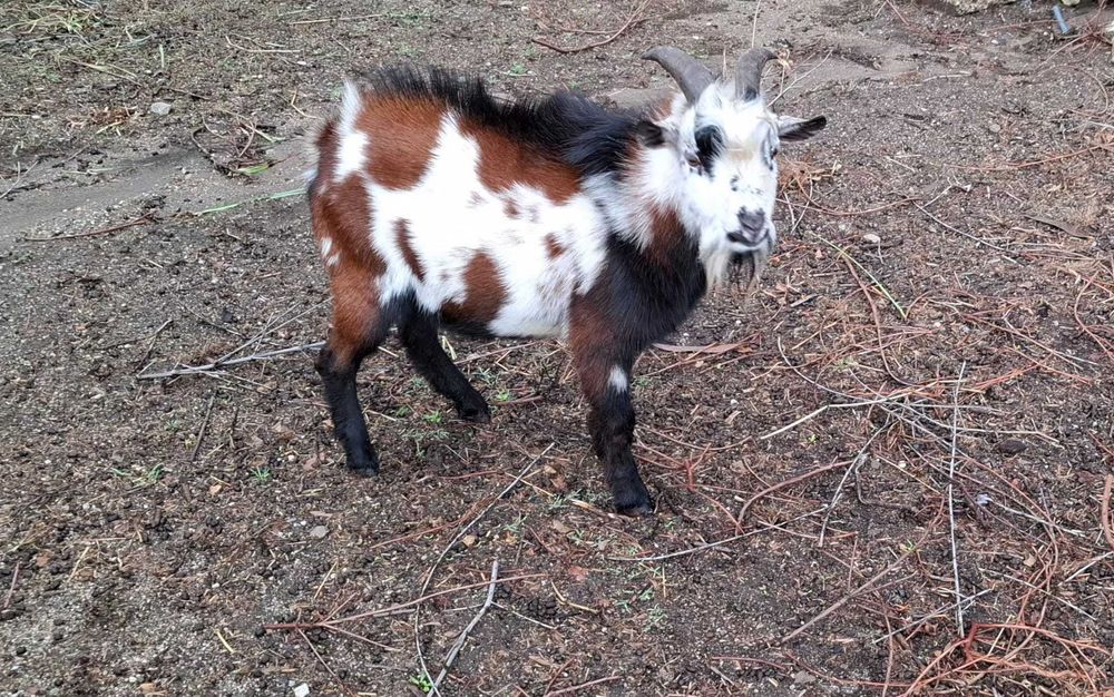 Vendo  cabrito anão