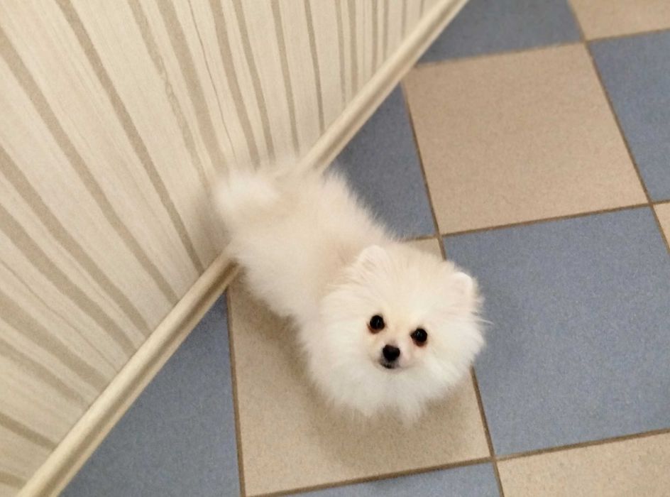 Шпіцики до продажу с док.КСУ