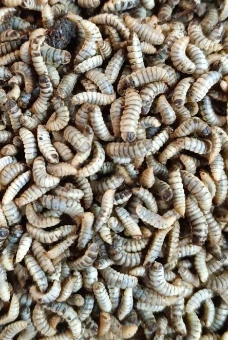 Продам личинку чорної львинки.