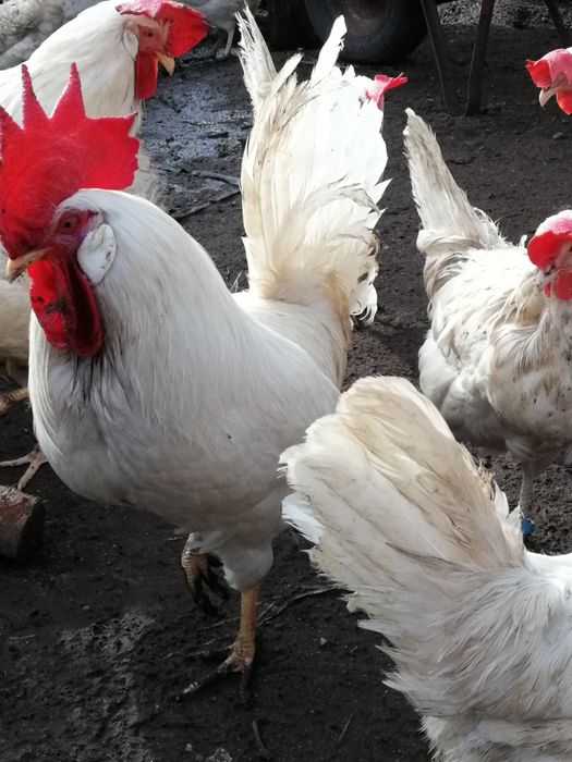 Jajka jaja legowe kur Leghorn. Możliwa wysylka