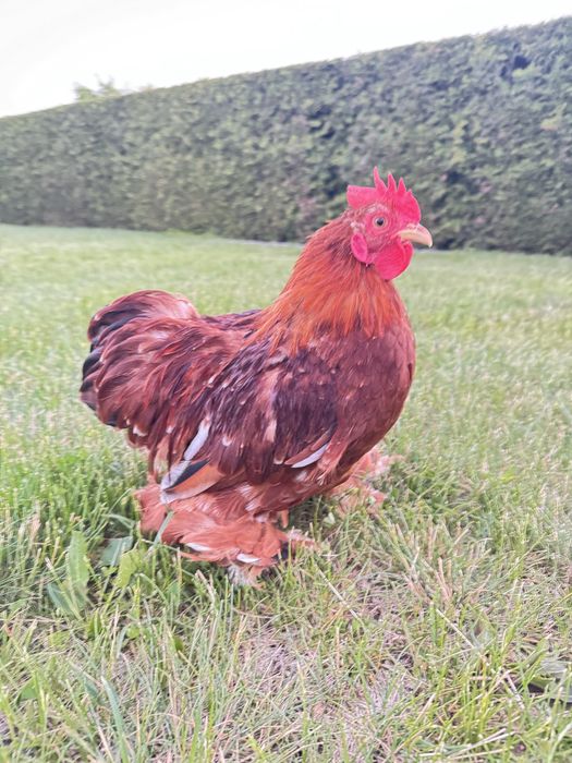 Kury  Kohin miniaturowy