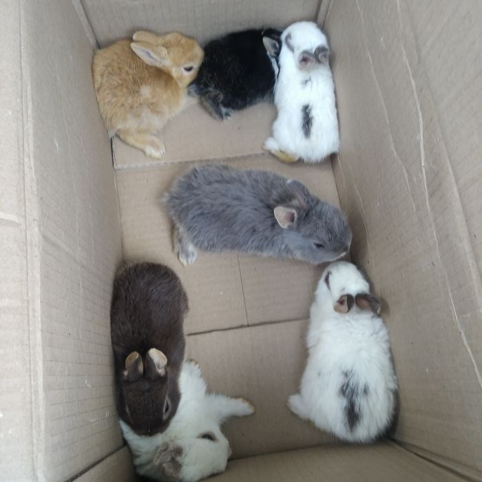 Декоративні кролики різних видів