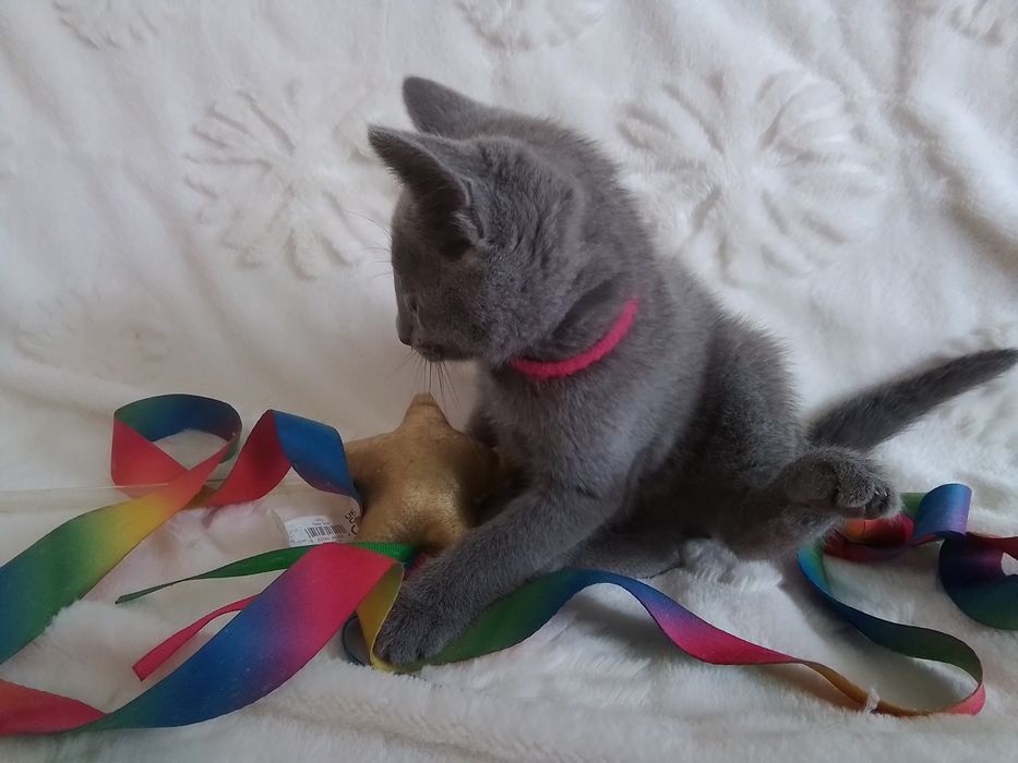 Kocurek rosyjski niebieski. Rodowód  FPL/FIFe