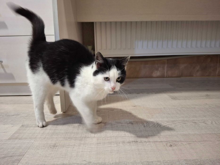 Котик, кошеня, котенок Первомайск