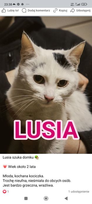 Lusia do adopcji przyjazna kotka