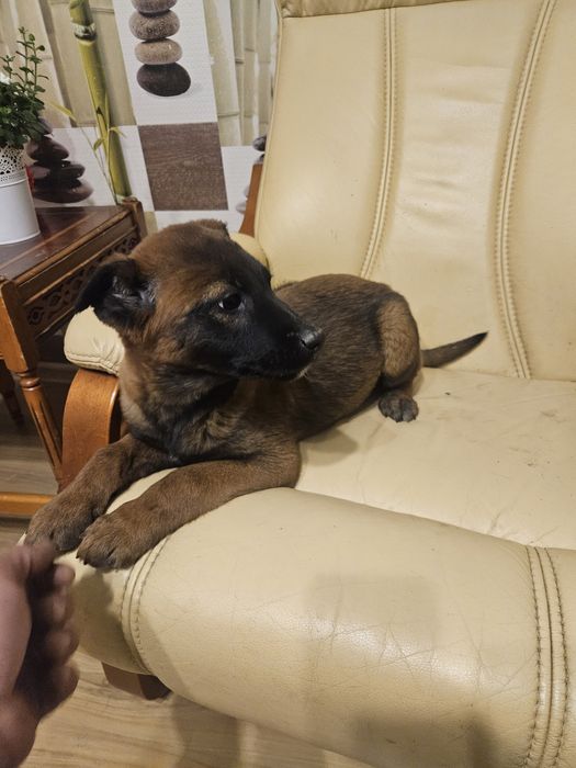 Owczarek belgijski.suczka