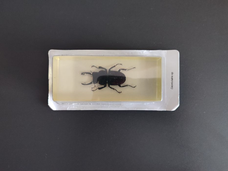 Жук-олень в оригінальній упаковці