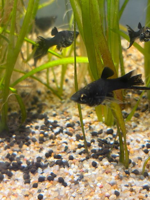 Sprzedam Molinezje Black Molly