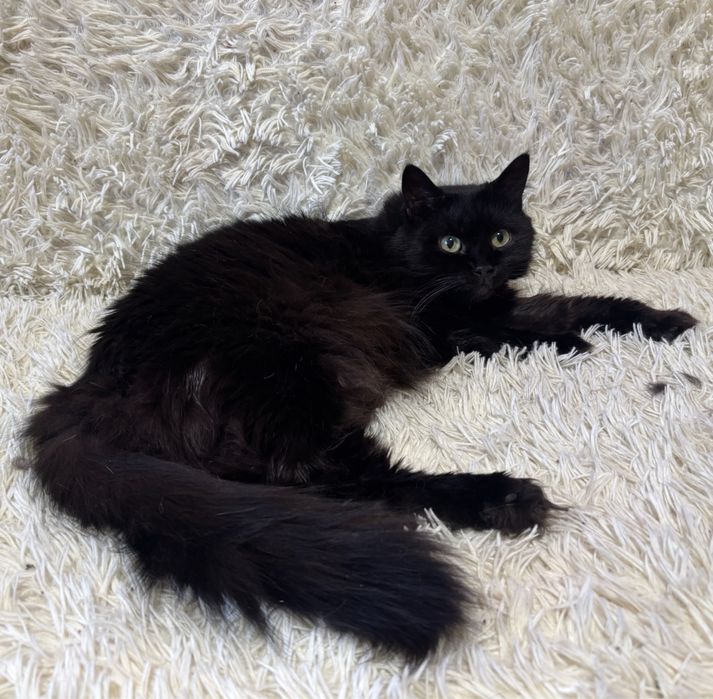 Шикарна кішка-чорнушка у добру родину