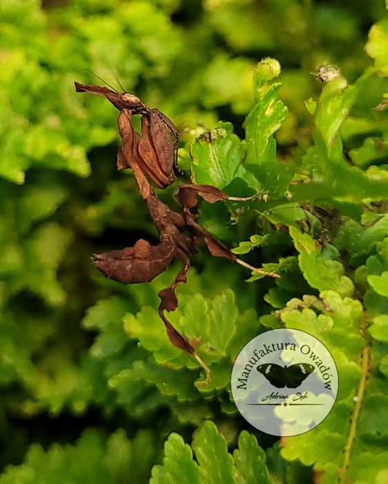 Phyllocrania paradoxa, Modliszka liściogłowa L3/4 + gratisy