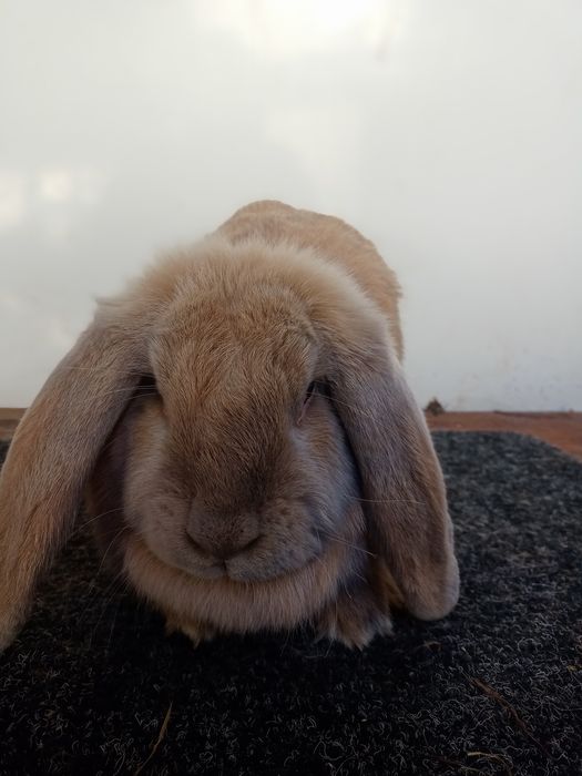 Кролики-Кролі Французький Баран французский