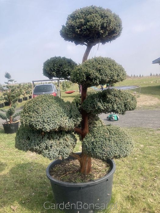 Donica Bonsai - Juniperus squamata "MEYERI"-180 cm-Duże kule