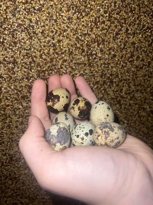 Sprzedam jajka przepiórcze EKO