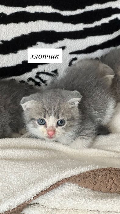 Шотландські Вислоухі