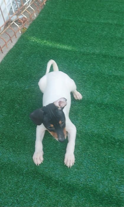 Ratonero Bodeguero Andaluz puro