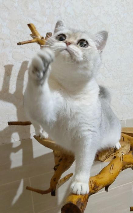 Серебристая шиншила. Девочка