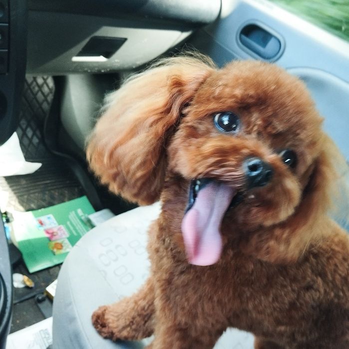Suczka Maltipoo f1 z Rodowodem