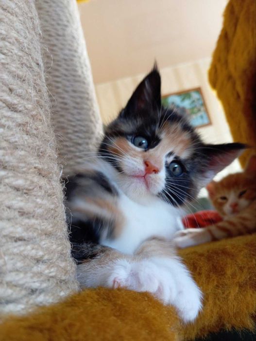 Мейн куни котики