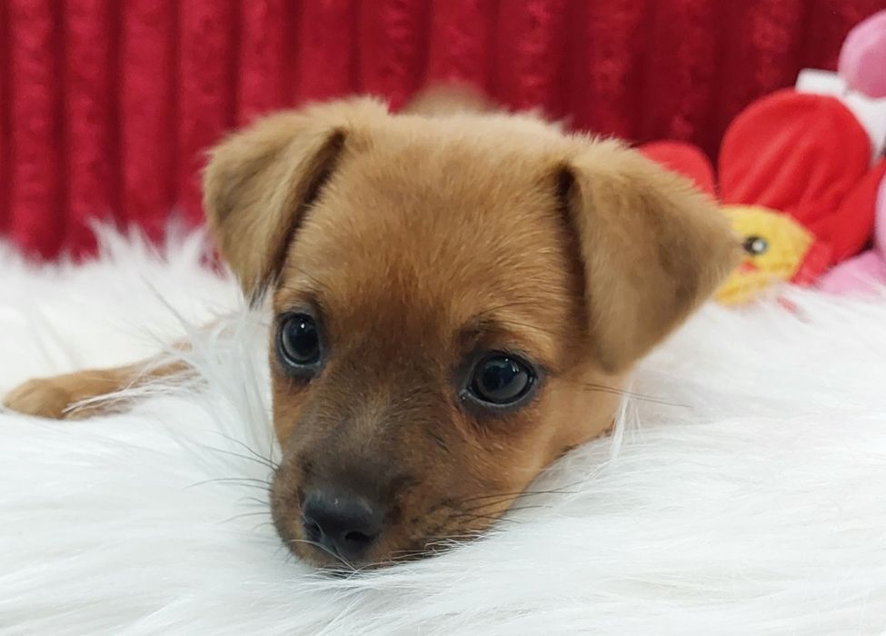 Lindo pinscher anão