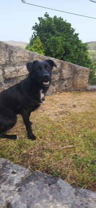 Zeus para adoção responsável