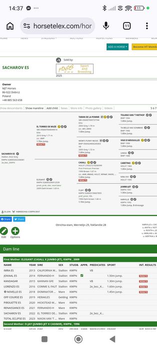 Trzyletnia klacz sportowa!