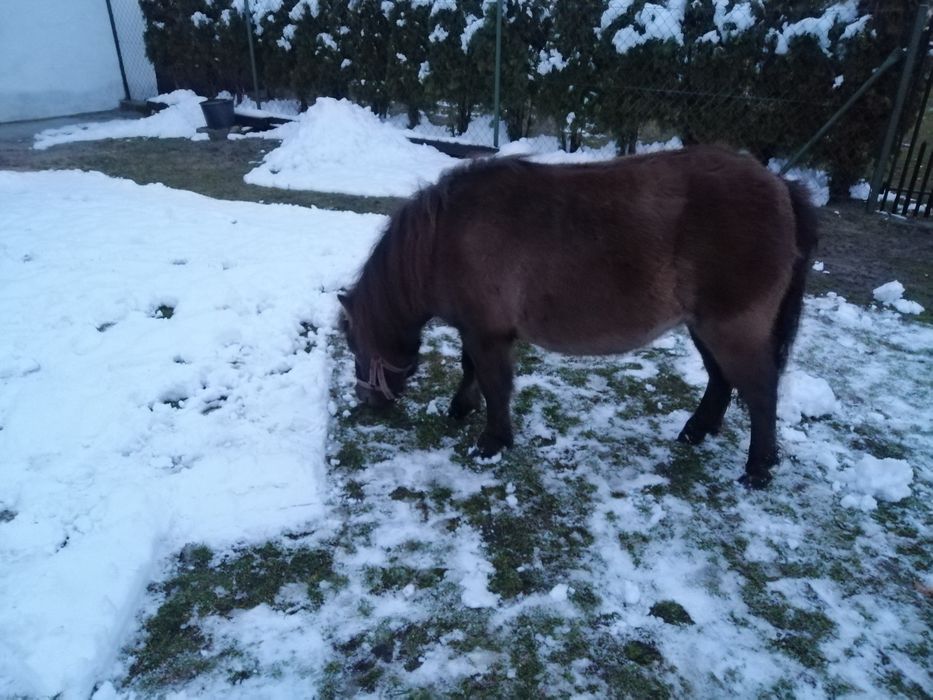 Sprzedam klacz z rodowodem