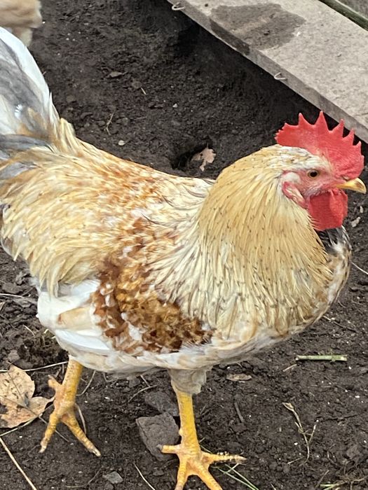 Kogut rasy Szwedzkie kwiaty młody