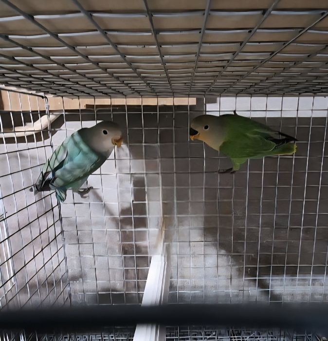 Casal de Agapornis roseiles 2026