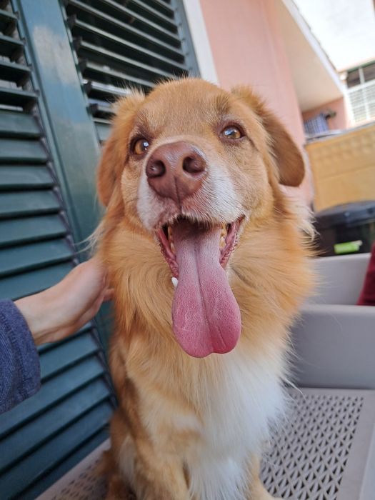 Cão para adoção castanho